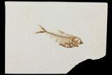Diplomystus Fossil Fish - Wyoming #101172-1